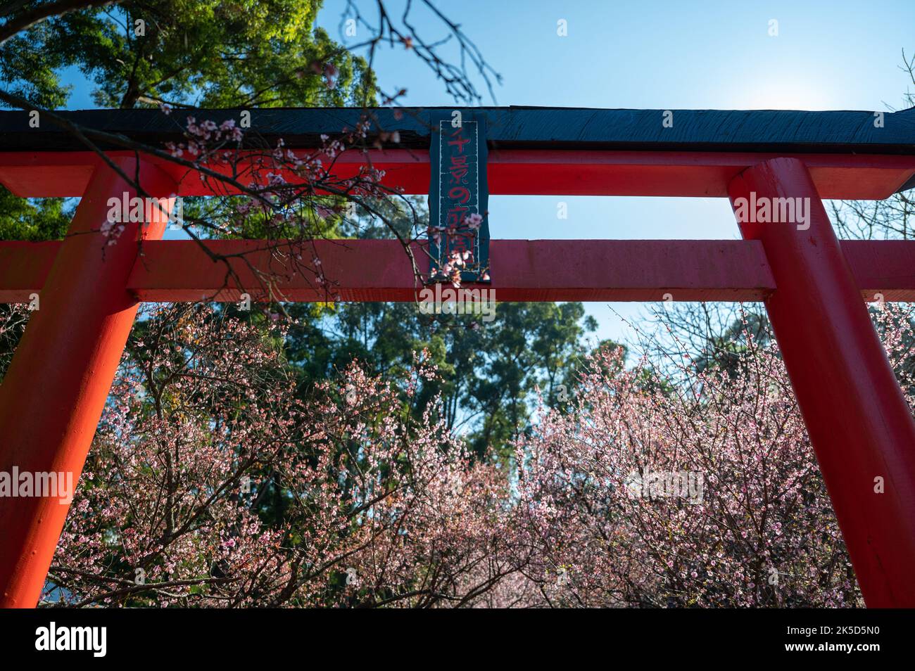 The Japanese red gate in Kyoto park with the cherry blossom background ...