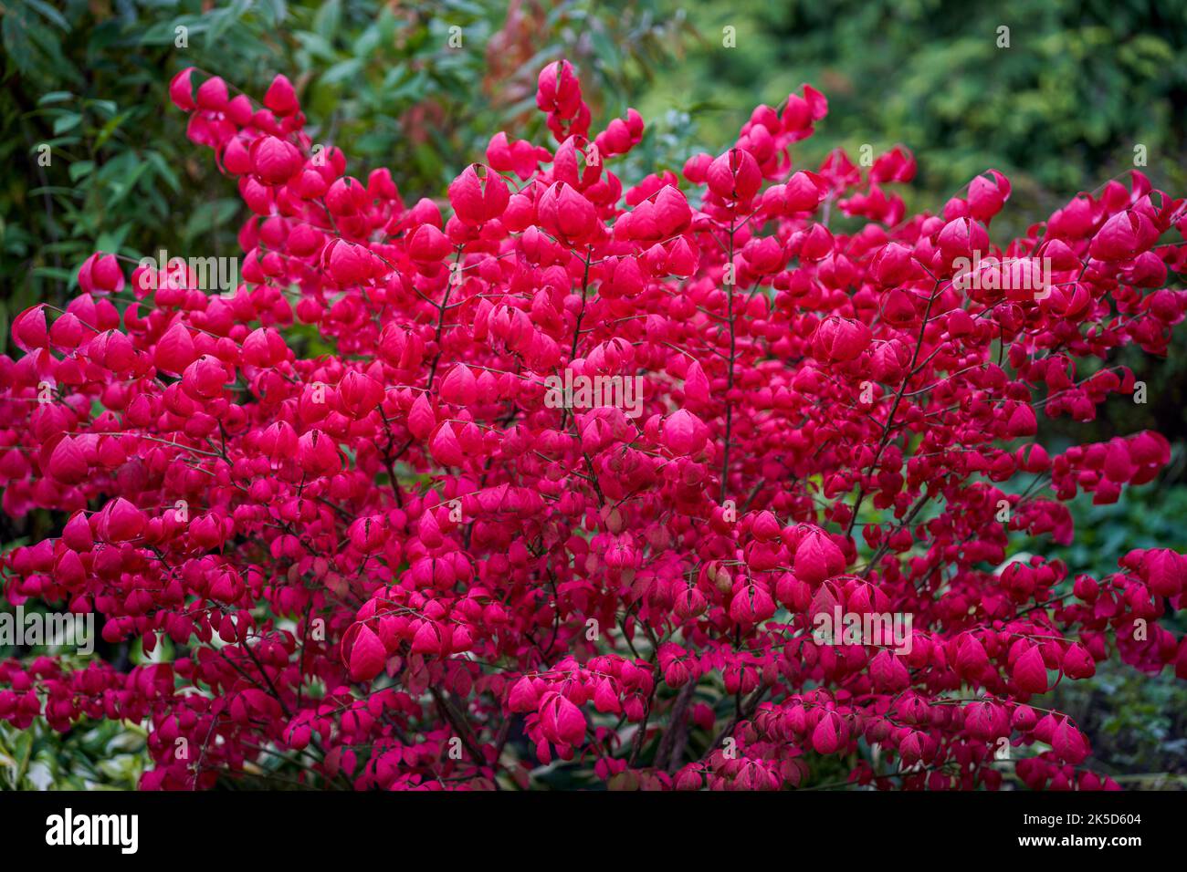 Euonymus alatus, known variously as winged spindle, winged euonymus, or burning bush scarlet leaves in autumn Stock Photo