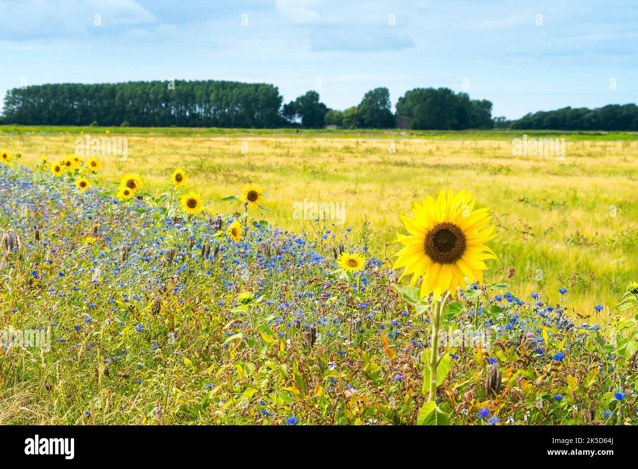 Netherlands, Texel, landscape near Den Burg, sunflowers at field edge Stock Photo
