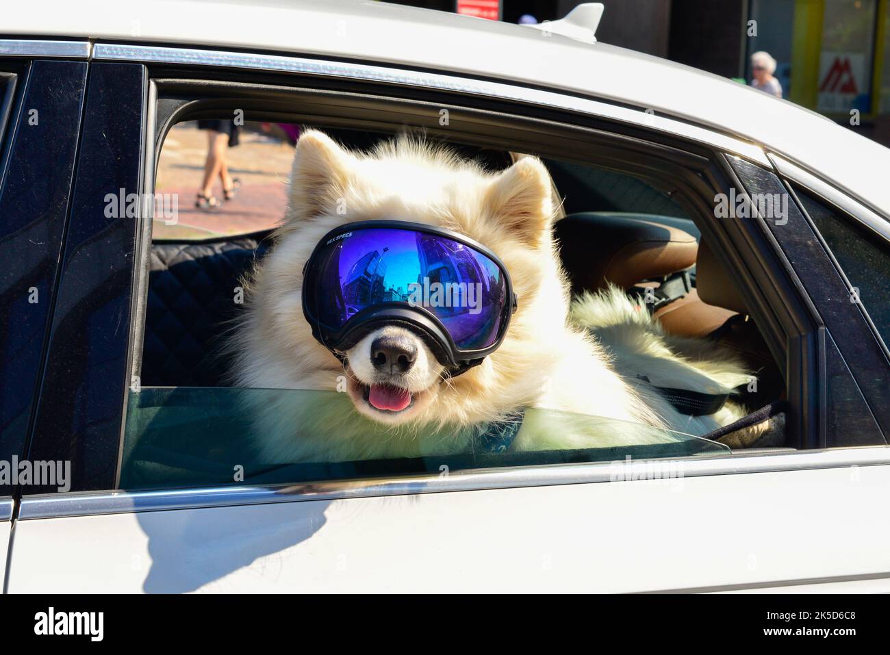 A large white Samoyed dog or Siberia husky wearing large blue reflective ski goggles or mask. The dog is hanging out the back of a white car window. Stock Photo