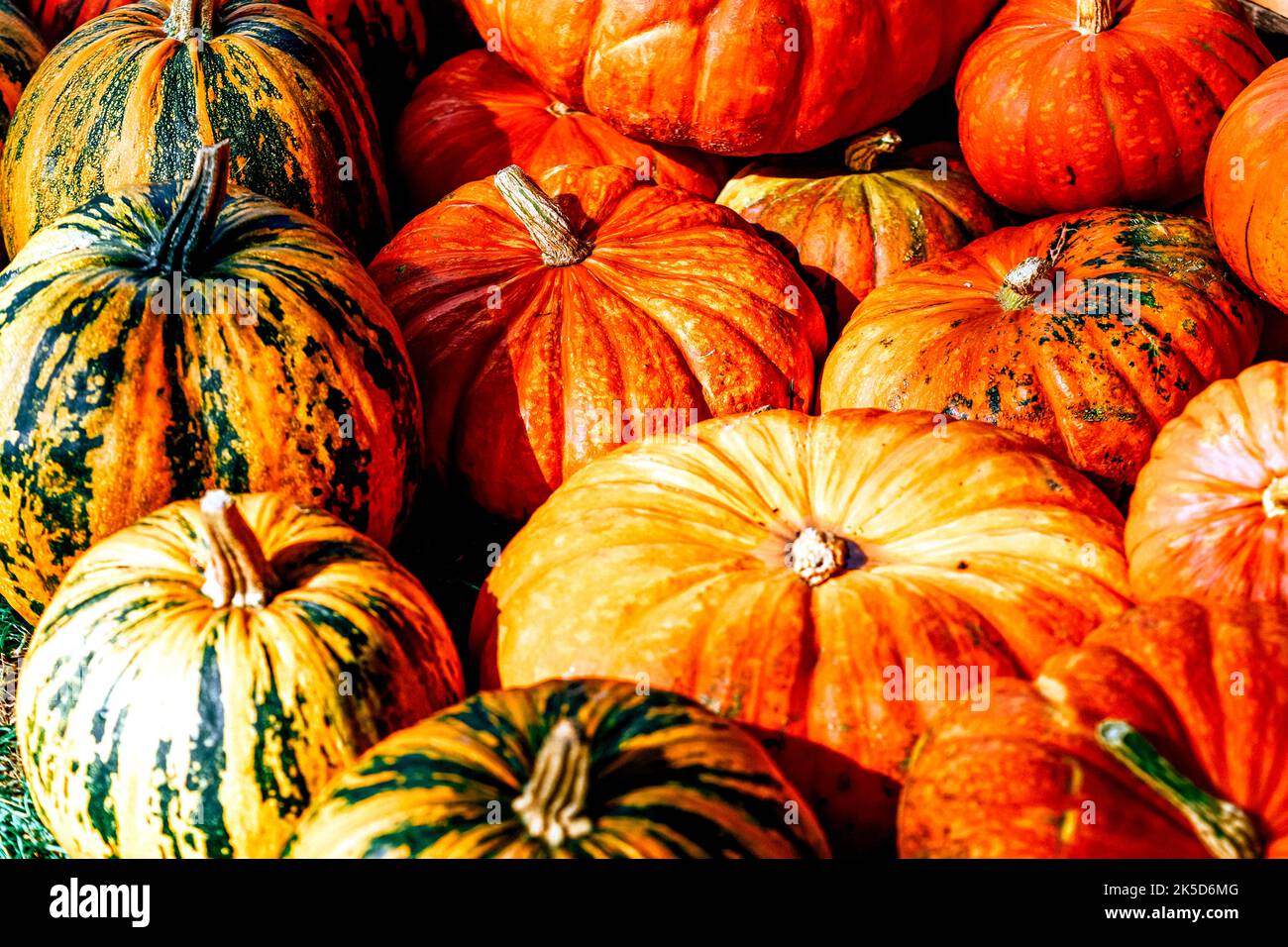 Pumpkins of different colors on a heap Stock Photo Alamy