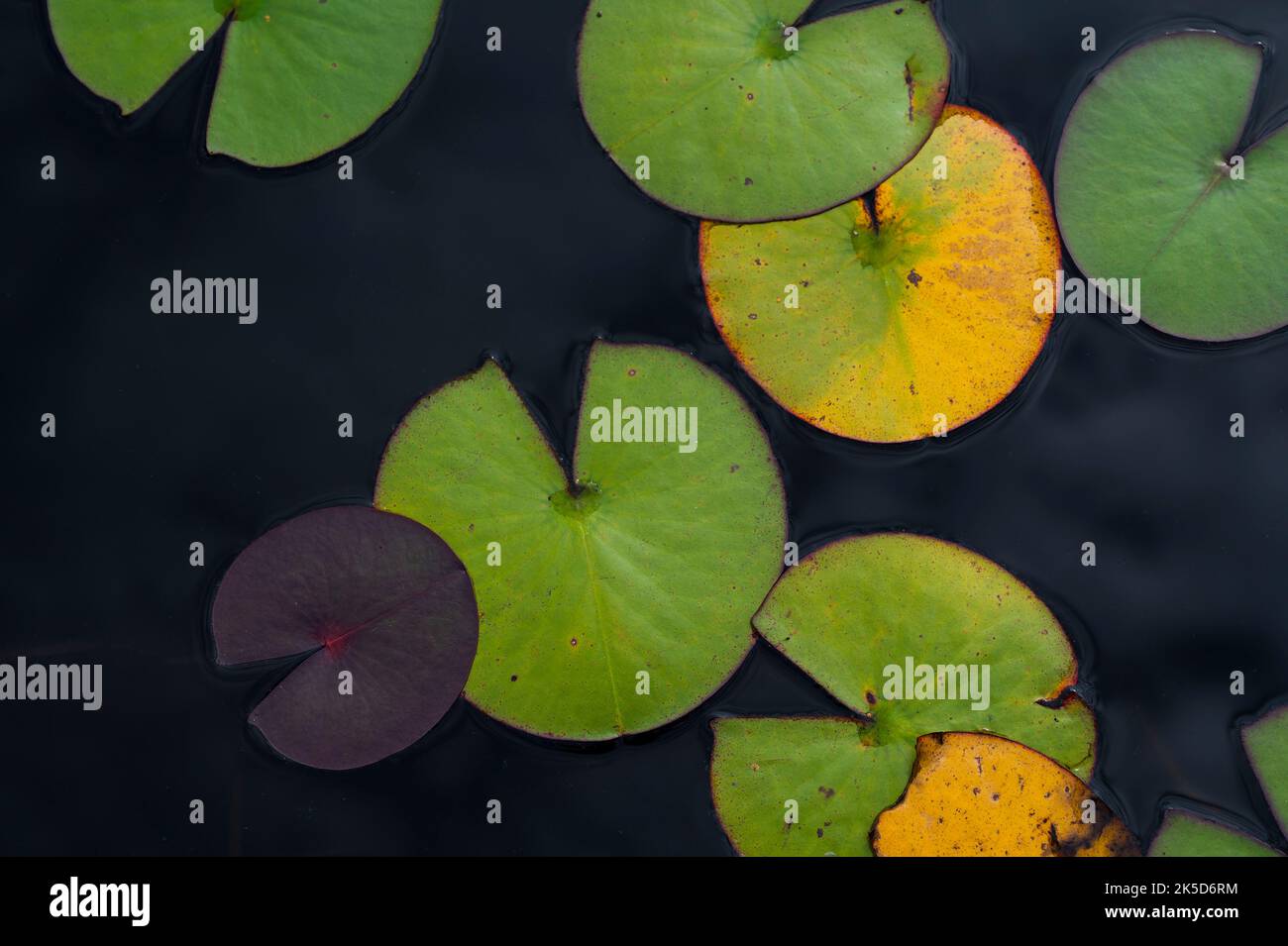 Water lily leaves hi-res stock photography and images - Alamy
