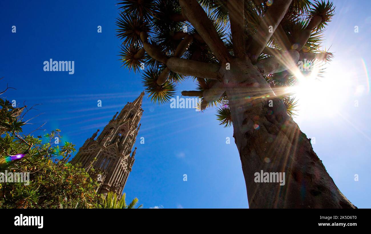 Spain, Canary Islands, Gran Canaria, Arucas, town in the northeast of Gran Canaria, cathedral of Arucas, wide angle shot, left cathedral, right palm tree in backlight, sun next to it as star, dark blue cloudless sky Stock Photo
