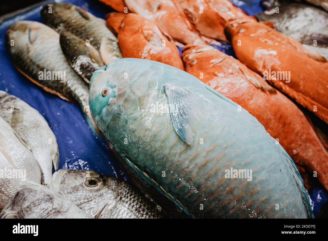 Saudi Arabia, Mecca province, Jeddah/Jeddah, fish market, fishes Stock
