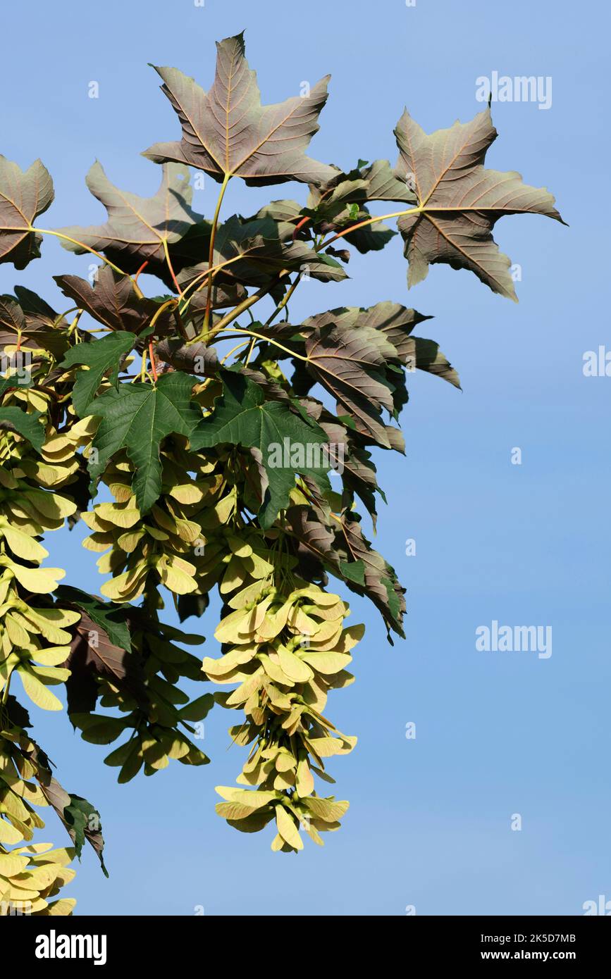 Leaves and fruits hires stock photography and images Alamy