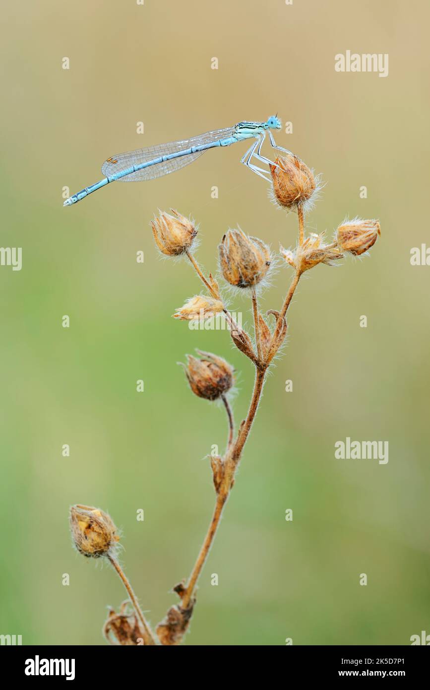Blue damselfly (Platycnemis pennipes), male, North Rhine-Westphalia, Germany Stock Photo