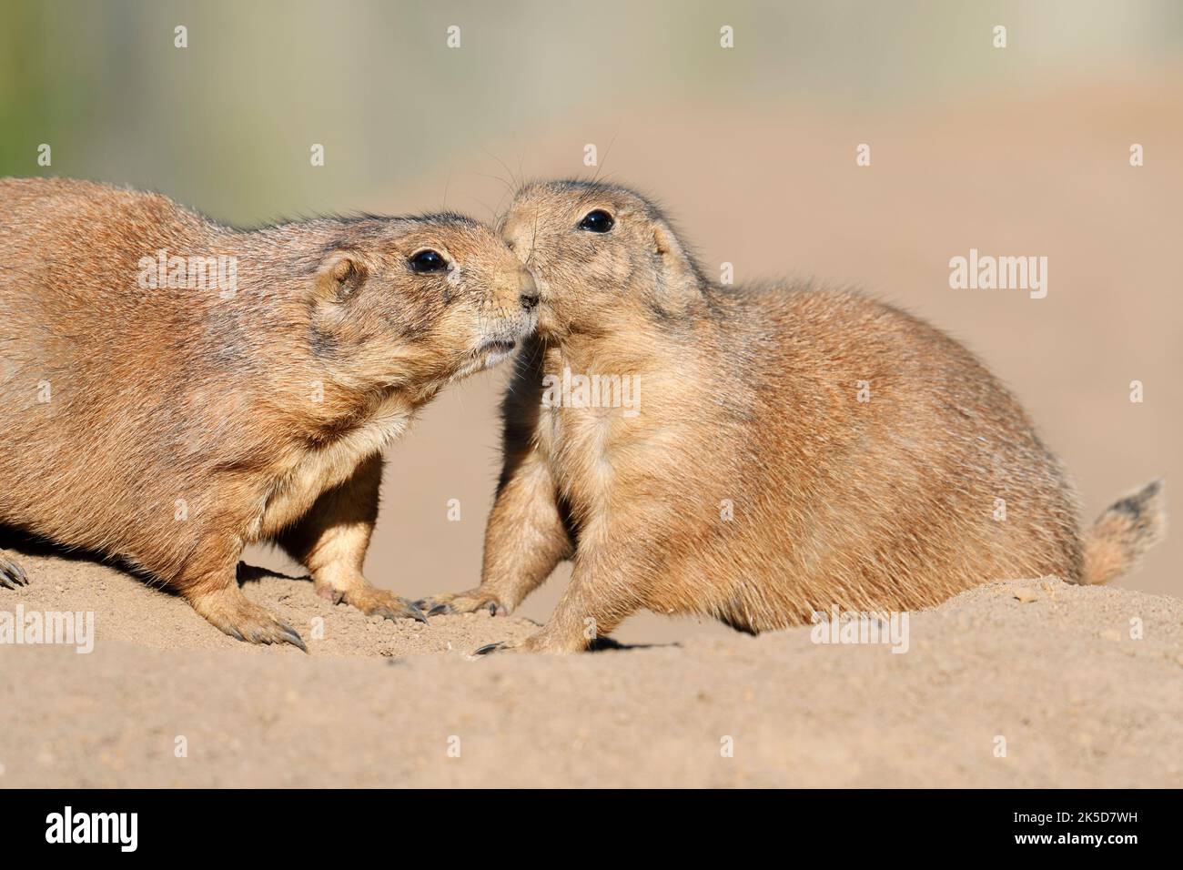 Black-tailed prairie dogs (Cynomys ludovicianus), two animals at the burrow, North America Stock Photo
