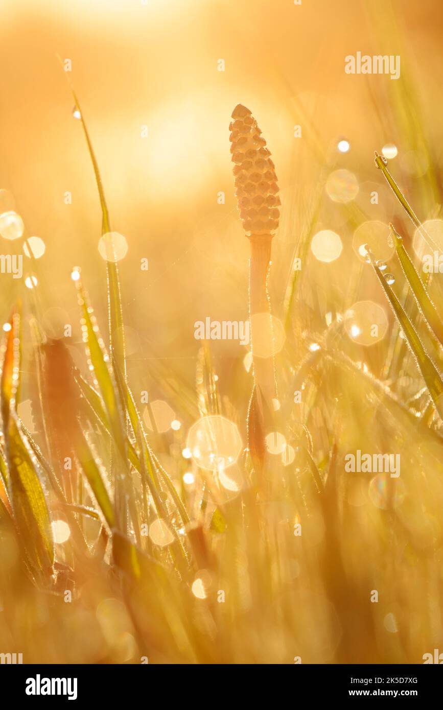 Field horsetail (Equisetum arvense) at sunrise in backlight, North