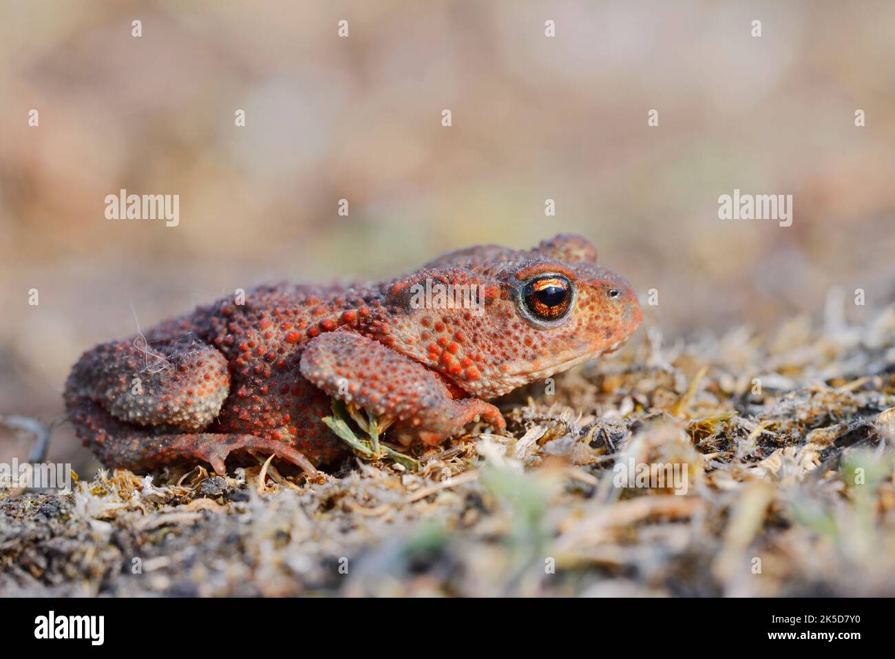 Common toad (Bufo bufo), juvenile, North Rhine-Westphalia, Germany Stock Photo