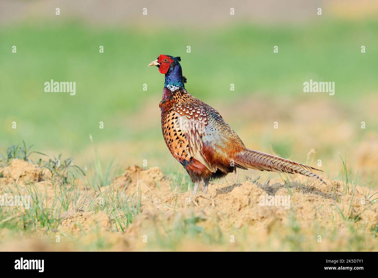 Pheasant or hunting pheasant (Phasianus colchicus), rooster in spring, North Rhine-Westphalia, Germany Stock Photo
