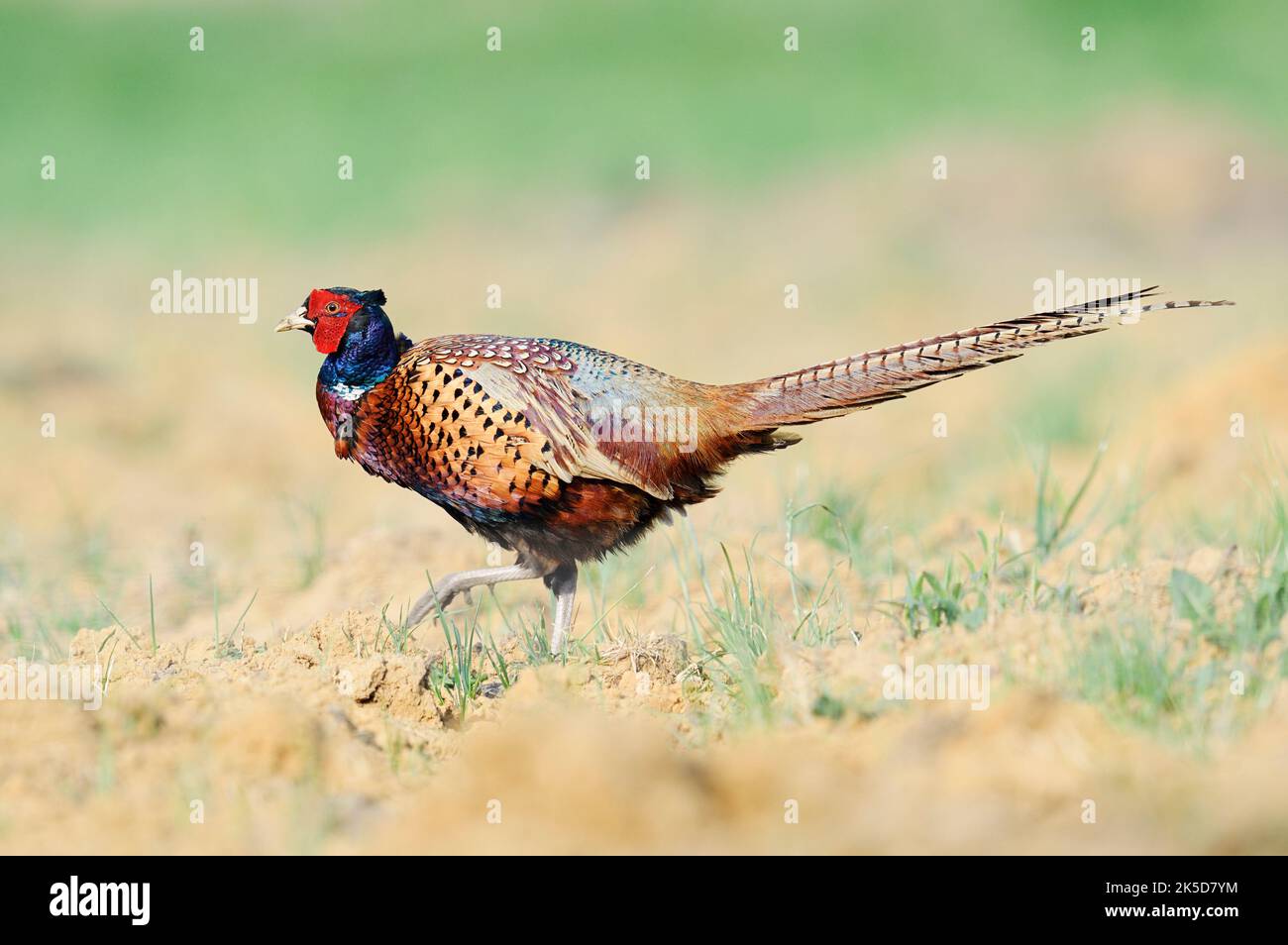 Pheasant or hunting pheasant (Phasianus colchicus), rooster in spring, North Rhine-Westphalia, Germany Stock Photo
