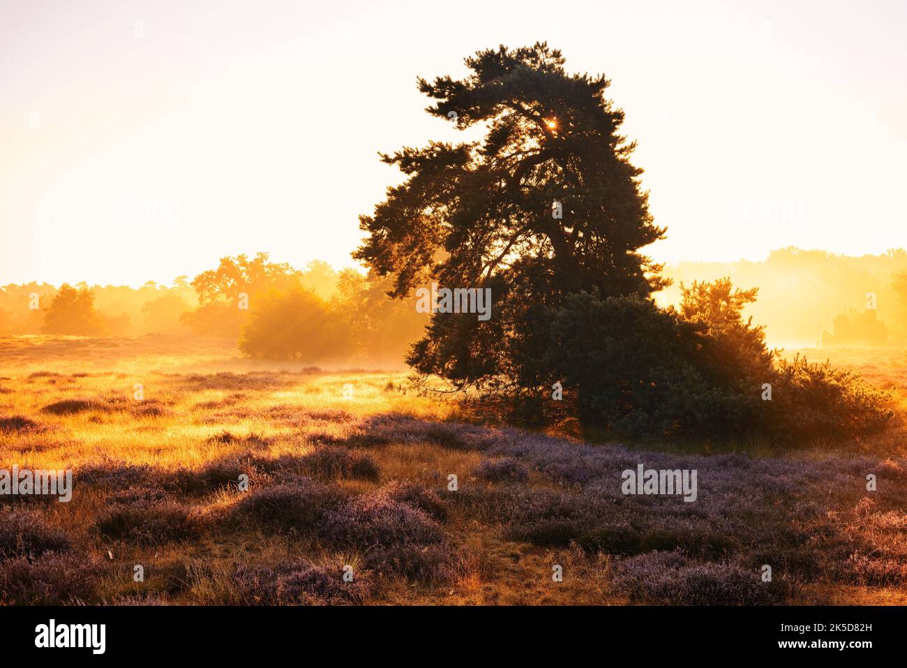 Common pine (Pinus sylvestris) in blooming heath at sunrise, Westruper Heide, North Rhine-Westphalia, Germany Stock Photo