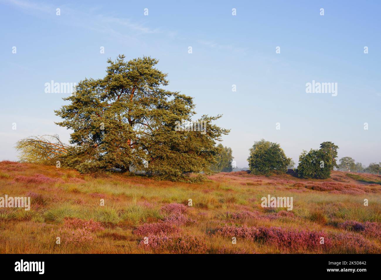 Common pine (Pinus sylvestris) and flowering broom heather (Calluna vulgaris), Westrup Heath, North Rhine-Westphalia, Germany Stock Photo