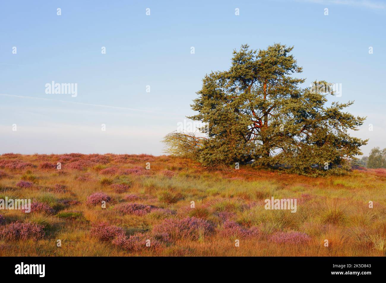 Common pine (Pinus sylvestris) and flowering broom heather (Calluna vulgaris), Westrup Heath, North Rhine-Westphalia, Germany Stock Photo