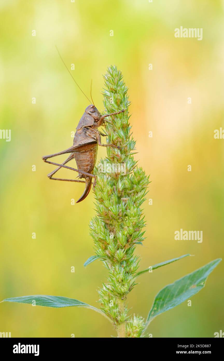 Common bush cricket (Pholidoptera griseoaptera), female, North Rhine-Westphalia, Germany Stock Photo