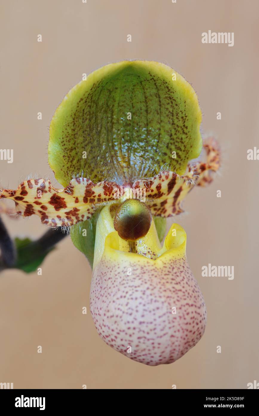 Venus x hi-res stock photography and images - Alamy Venus x hi-res stock photography and images - Alamy