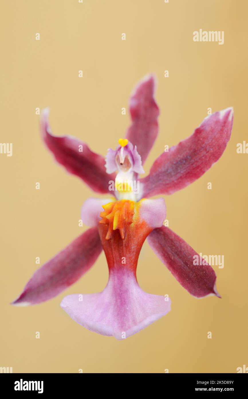 Scented orchid (Oncidium Kathrin Zoch), flower, ornamental plant Stock Photo