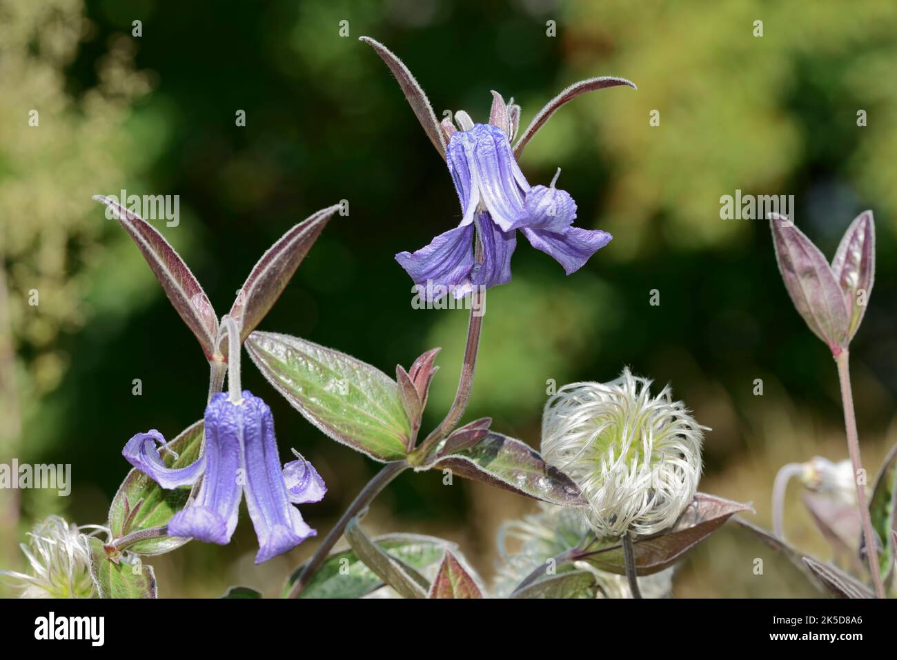 Whole-leaved wood vine (Clematis integrifolia), flowers, garden plant Stock Photo