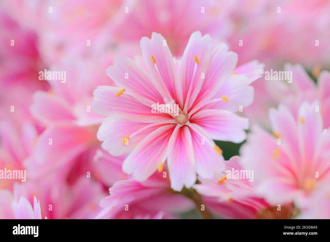 Porcelain floret or bitterroot (Lewisia cotyledon), ornamental plant, occurrence in North America. Stock Photo
