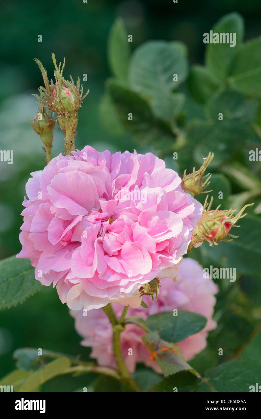 Bourbon rose (Rosaö—Š borboniana), flower, ornamental plant Stock Photo