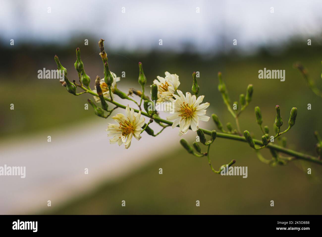A shallow focus shot of Lactuca indica plant twig with blur background Stock Photo