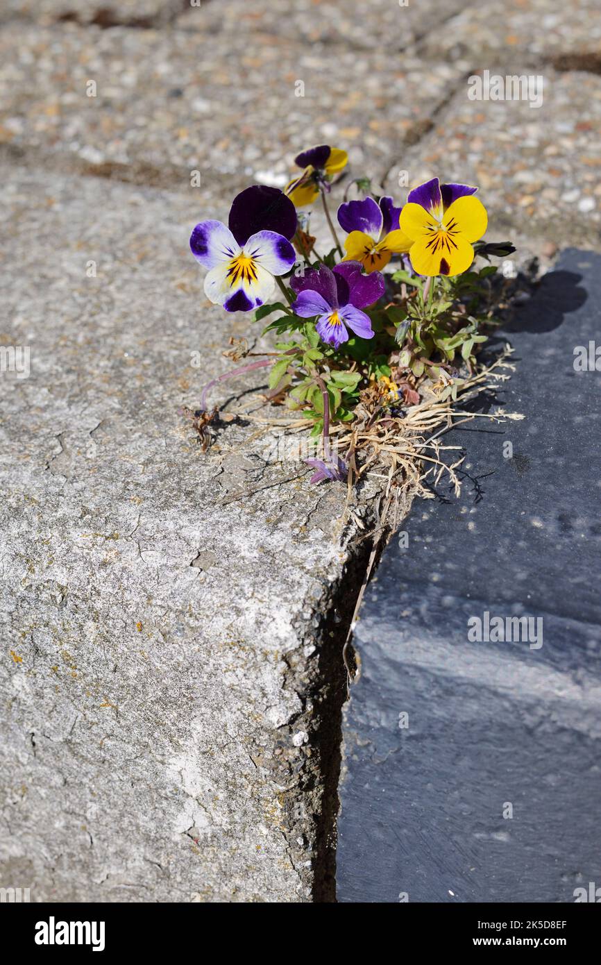 Horn violets (Viola cornuta) growing between paving stones, North Holland, Netherlands Stock Photo