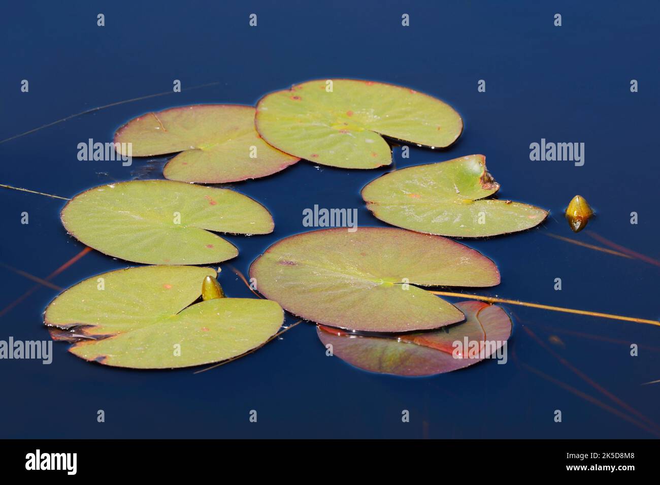 White water lily (Nymphaea alba), leaves, North Holland, Netherlands