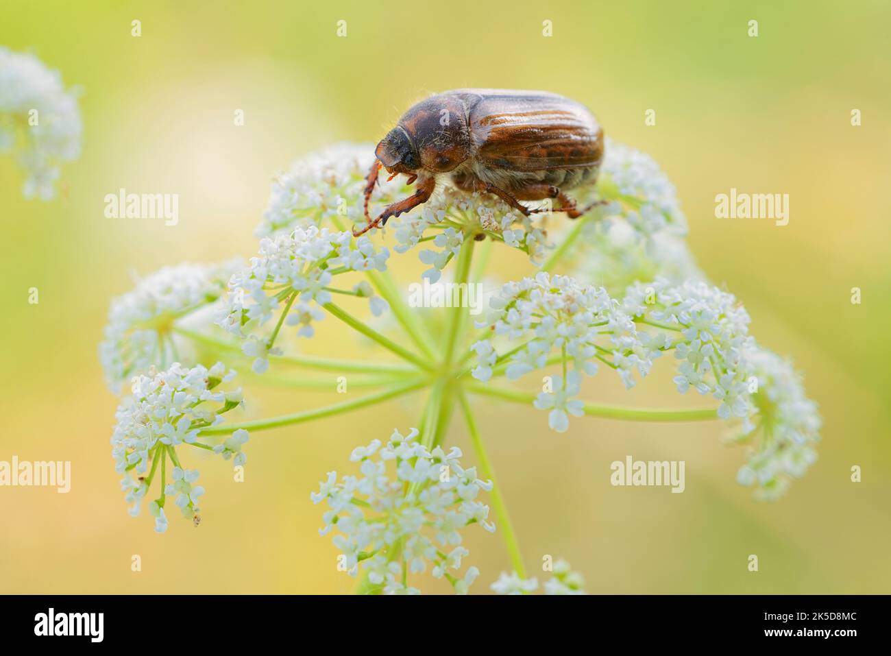 Ribbed ground beetle or June beetle (Amphimallon solstitiale), North Rhine-Westphalia, Germany Stock Photo