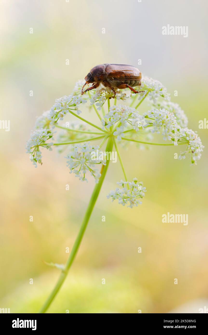 Ribbed ground beetle or June beetle (Amphimallon solstitiale), North Rhine-Westphalia, Germany Stock Photo