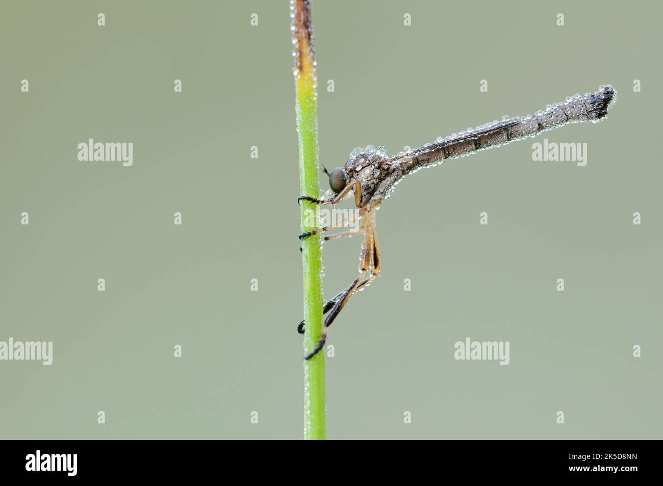 Common slender fly (Leptogaster cylindrica), North Rhine-Westphalia ...