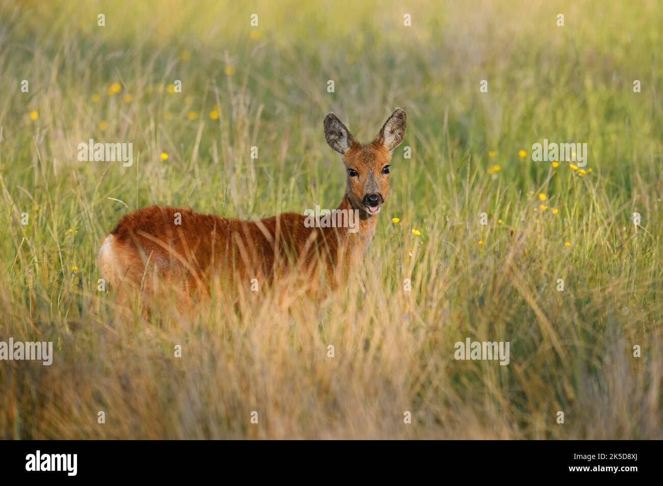 European roe deer (Capreolus capreolus), doe, Zeeland, Netherlands Stock Photo