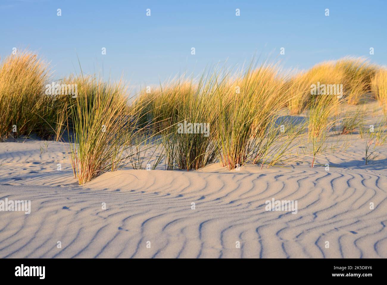 Beach grass (Ammophila spec.) and wave structures in sand, North ...