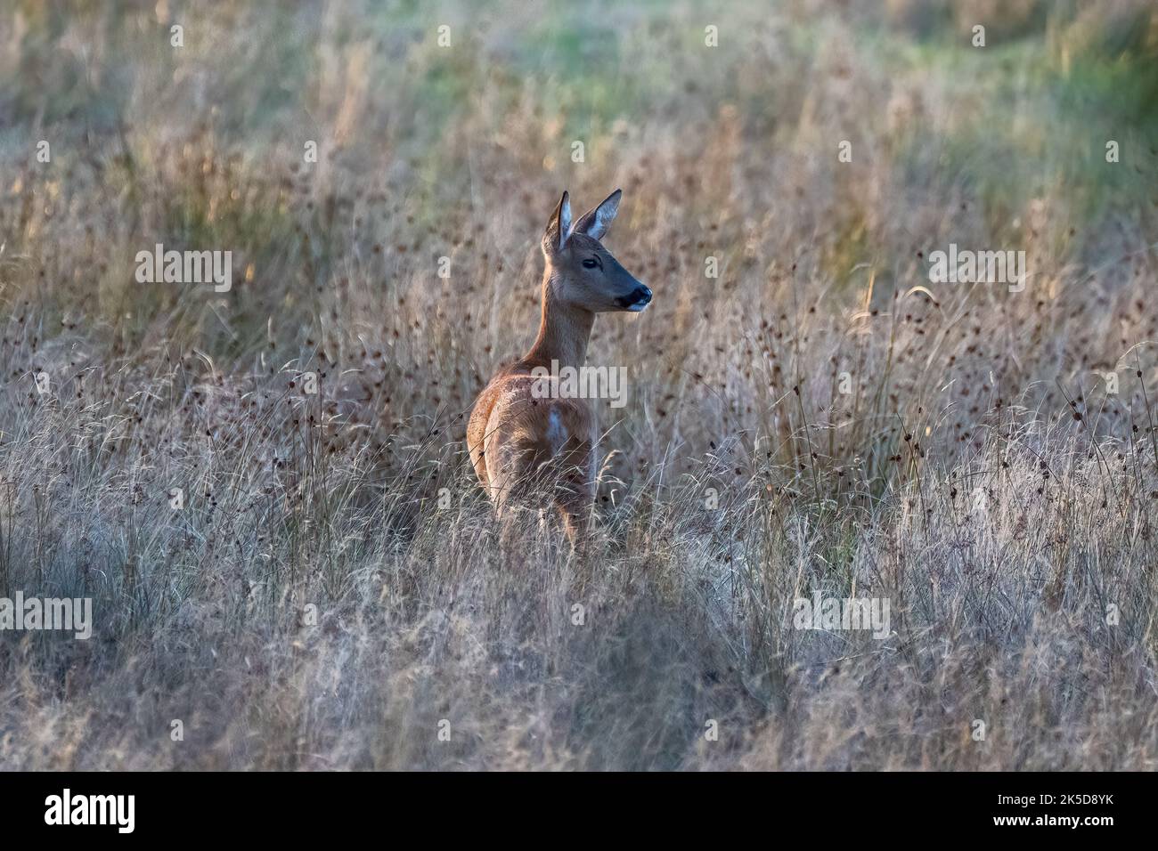European Roe deer (Doe) -Capreolus capreolus. Dorset Uk Stock Photo