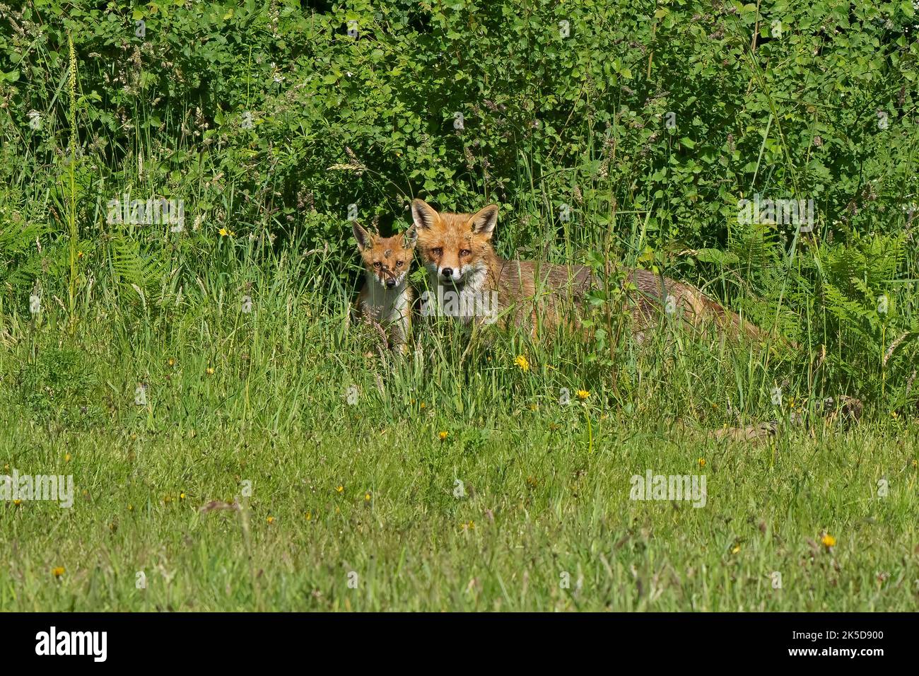 Red fox-Vulpes vulpes mother and cub. Stock Photo