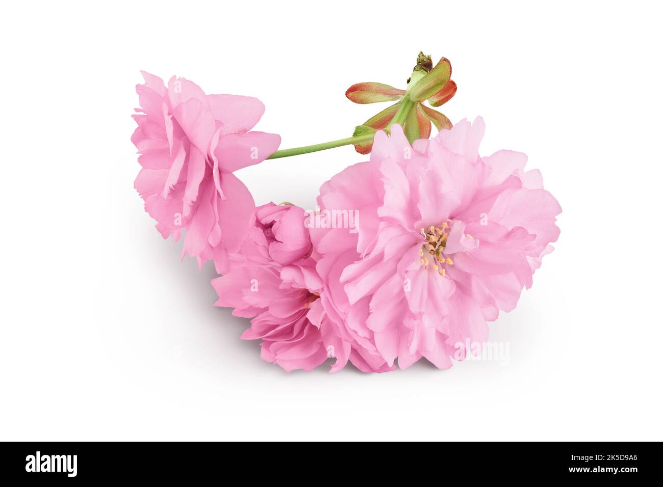 Sakura flower cherry blossom isolated on white background with full ...