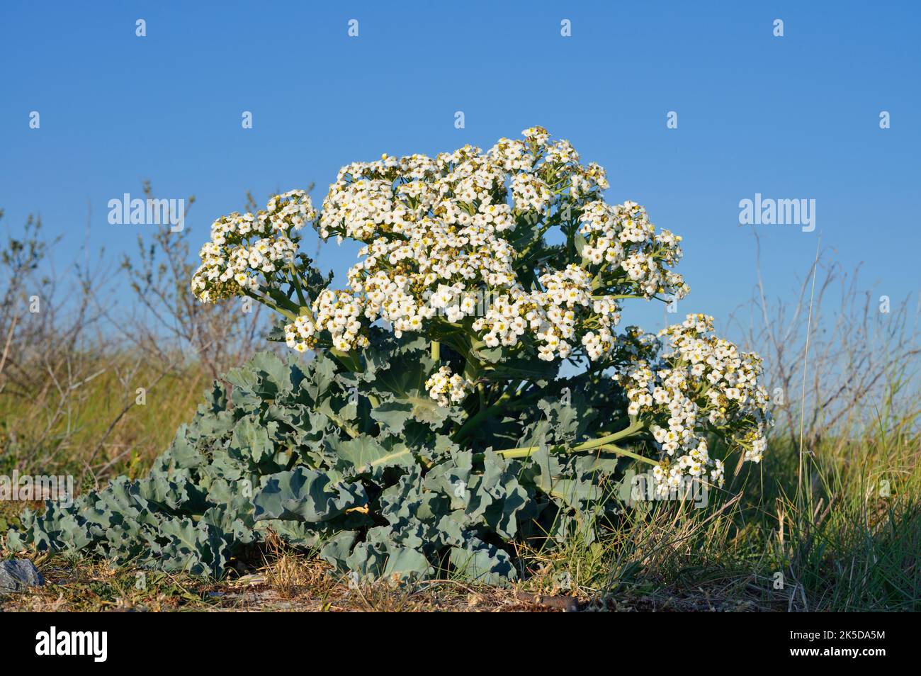 Real sea cabbage (Crambe maritima), Zeeland, Netherlands Stock Photo