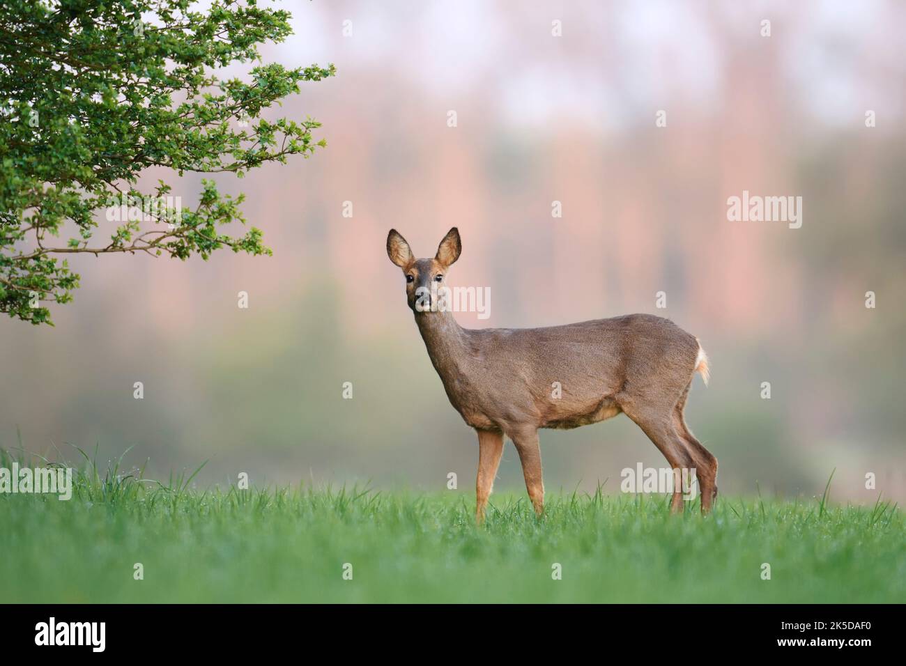 European roe deer (Capreolus capreolus), doe, North Rhine-Westphalia, Germany Stock Photo