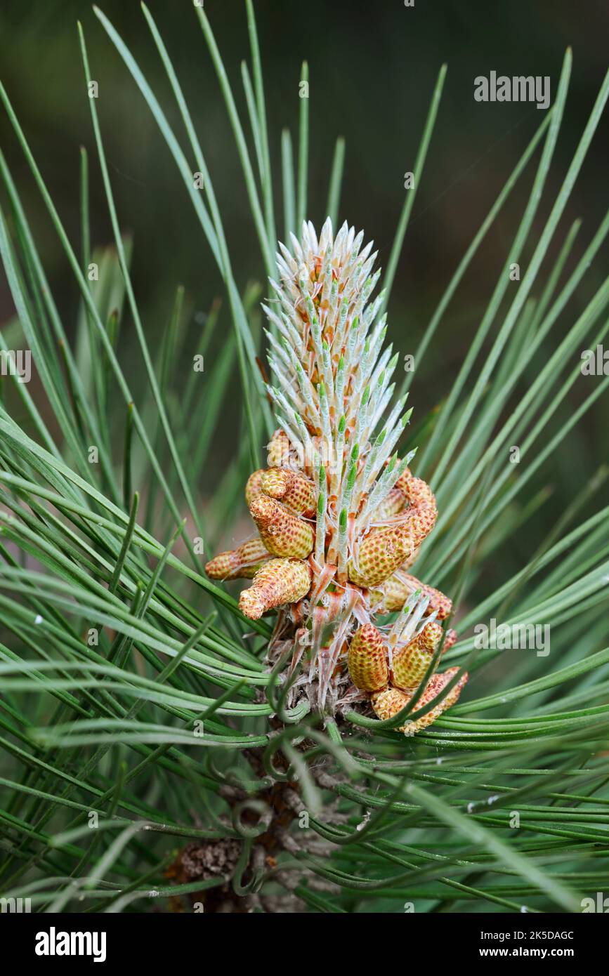 Black pine (Pinus nigra), male flowers, Flanders, Belgium Stock Photo
