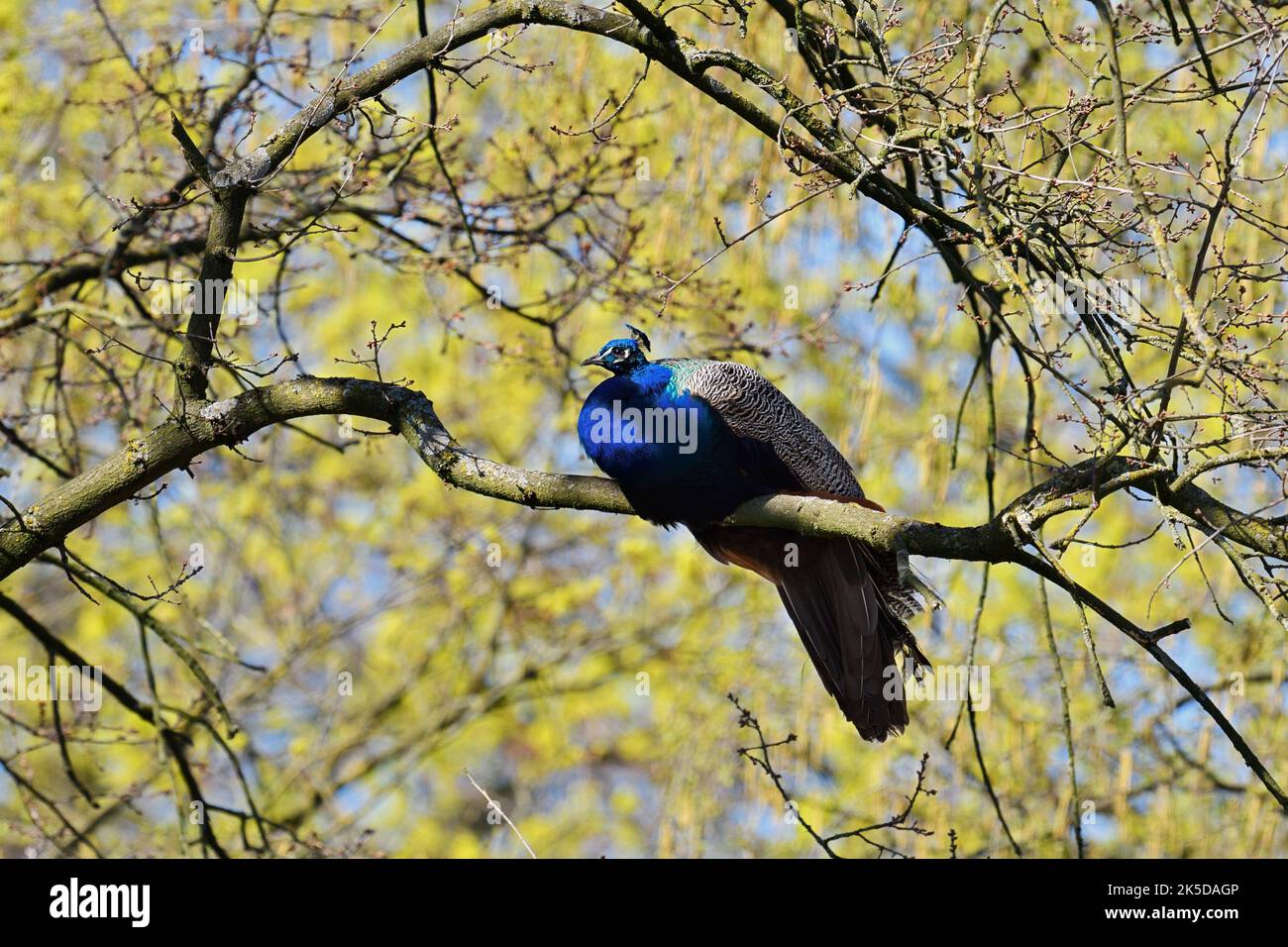 Blue peacock (Pavo cristatus), male in a tree, North Rhine-Westphalia, Germany Stock Photo