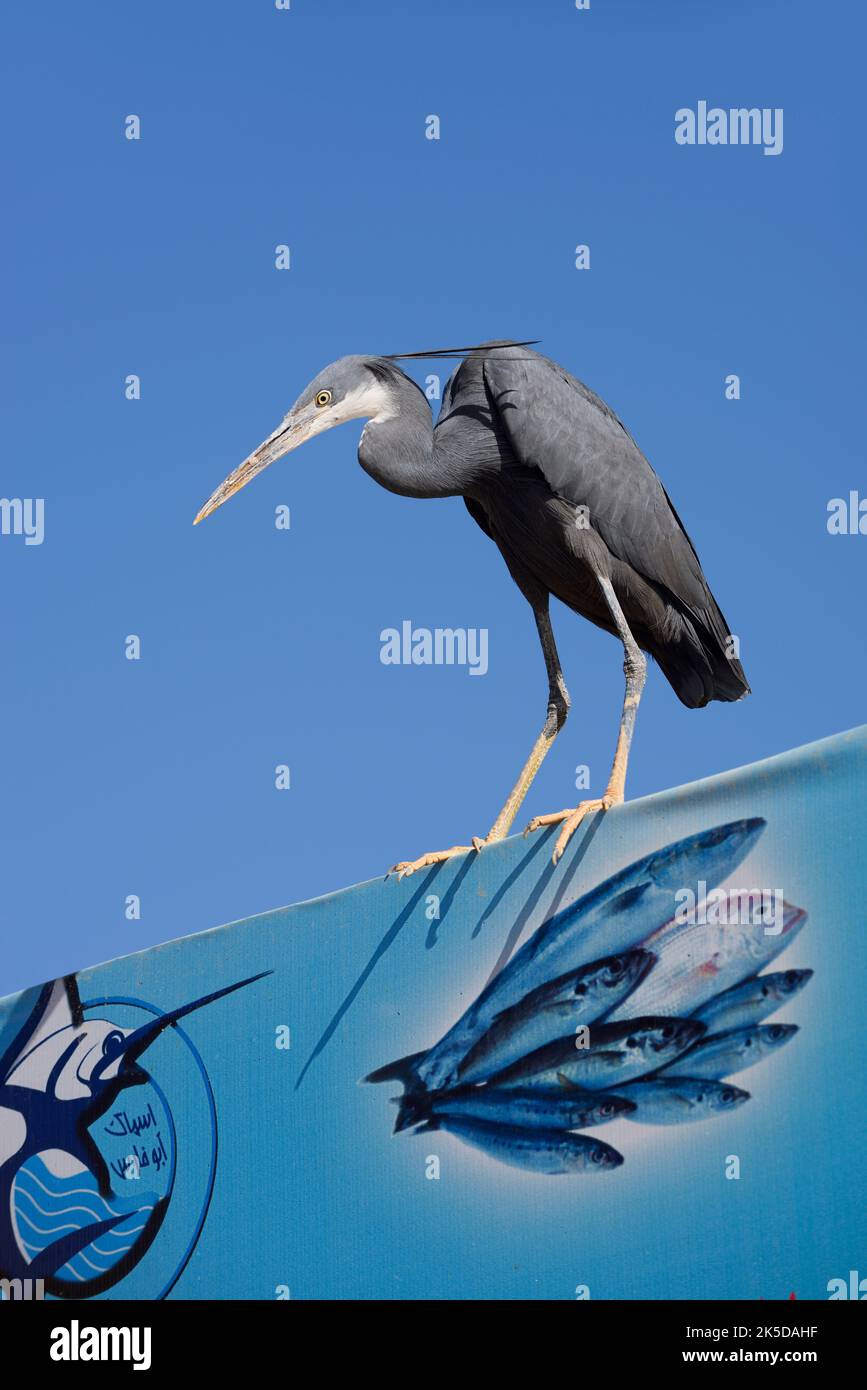 Coastal heron (Egretta gularis schistacea, Egretta schistacea) stands