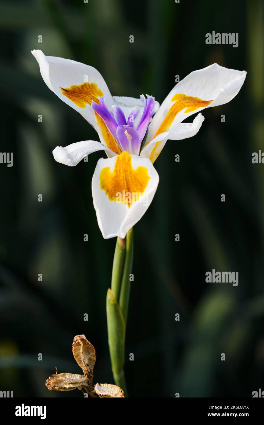 Moraea (Moraea spec.), flower, South Africa Stock Photo