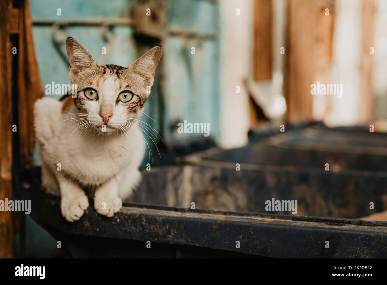 Saudi Arabia, Mecca Province, Jeddah/Jeddah, Cat Stock Photo Alamy