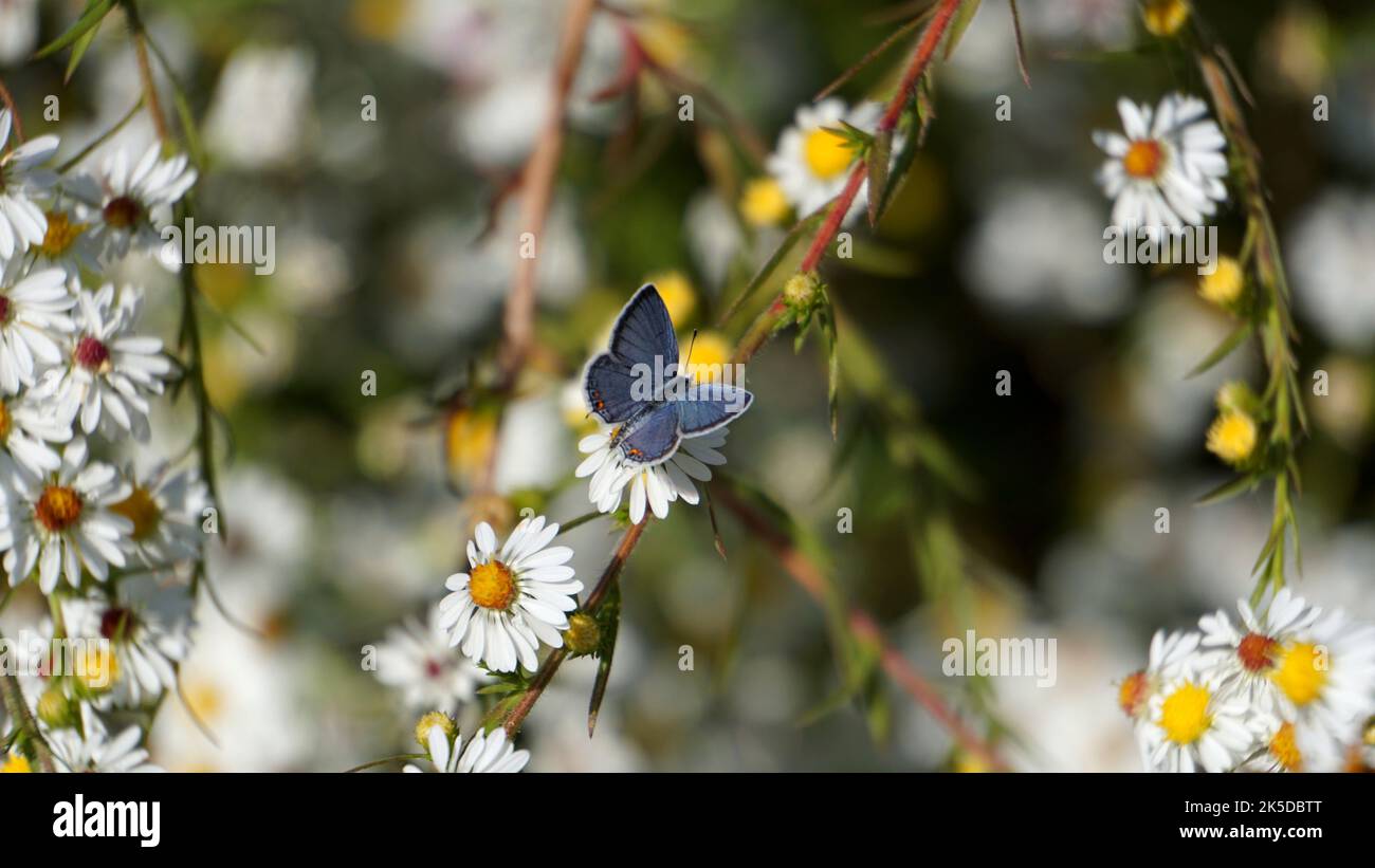 An Eastern-tailed blue butterfly, Everes comyntas, Cupido comyntas on a white and yellow flower. Stock Photo
