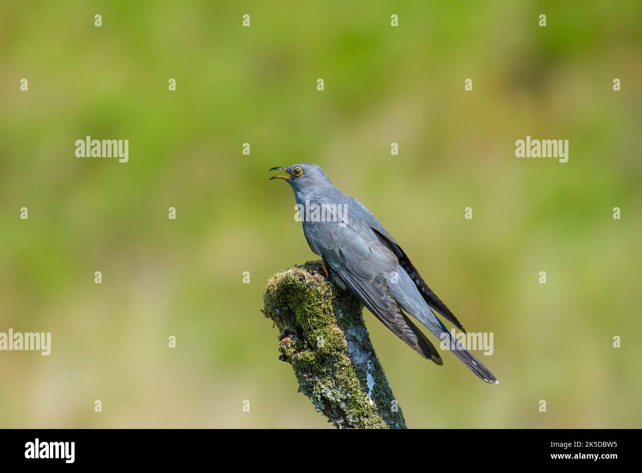 Cuckoo, Cuculus canorus, perched on a lichen covered branch Stock Photo