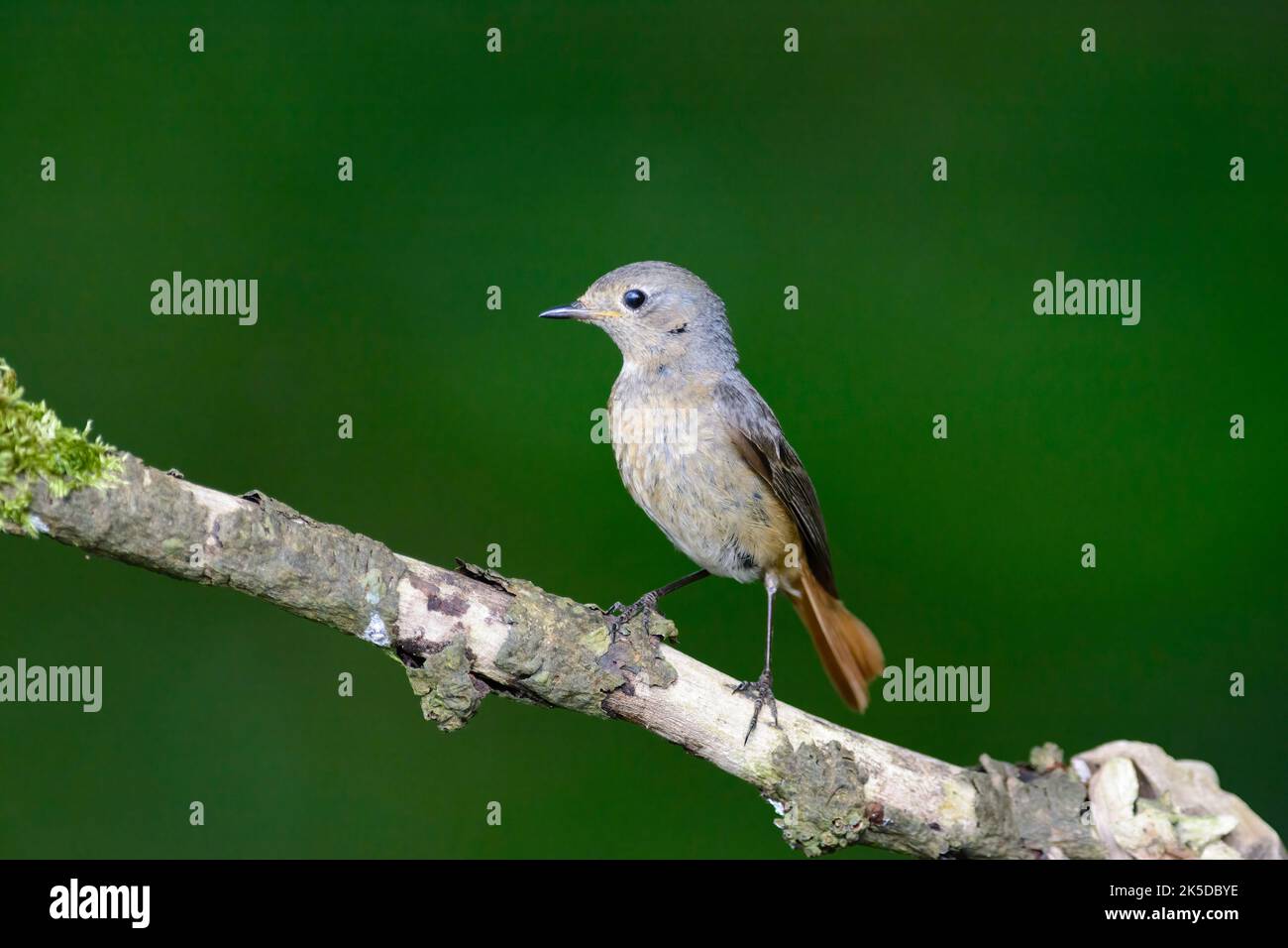 Redstart, Pheonicurus phoenicurus,  perched on a lichen covered branch Stock Photo