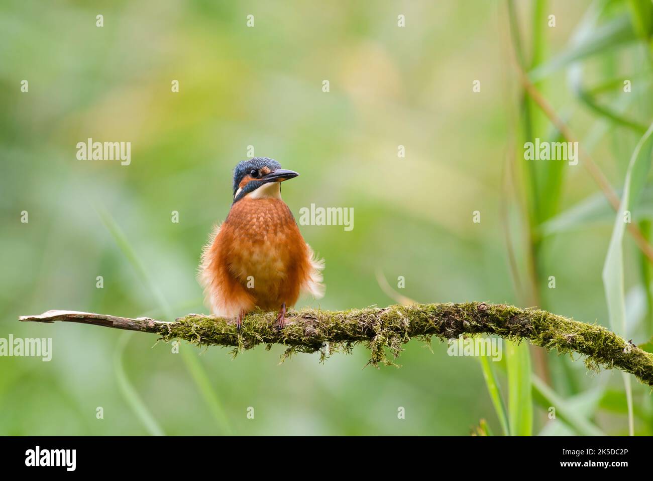 Kingfisher, Alcedo atthis,   perched on a lichen covered branch, wind raising body feathers Stock Photo