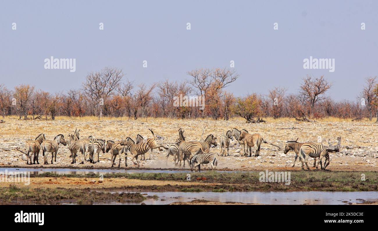 Large herd of zebra, with one zebra kicking out while the others stand by Stock Photo