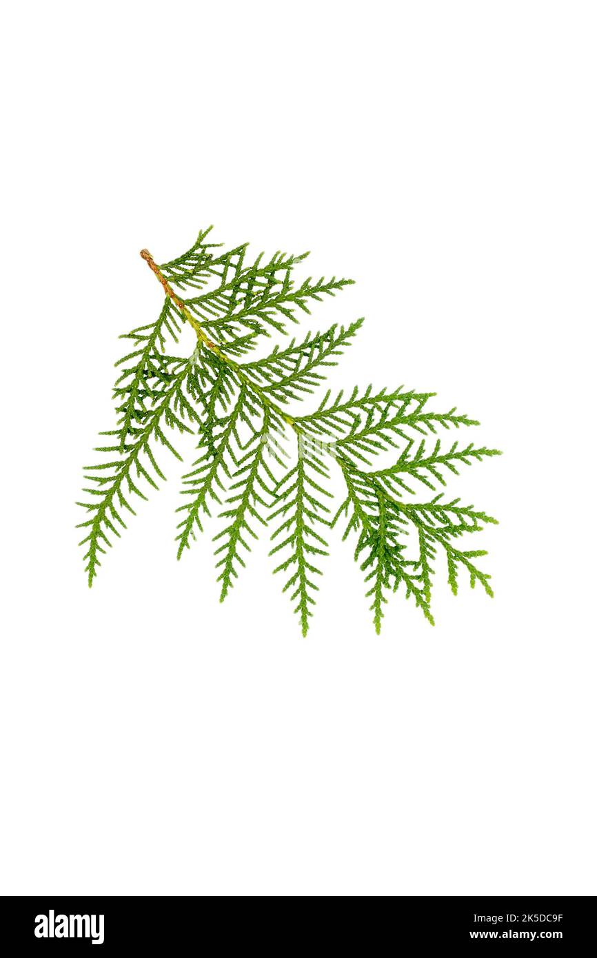 Green thuja Foliage Fragment isolated on a white background. The plant is used in the garden and medicine. Stock Photo