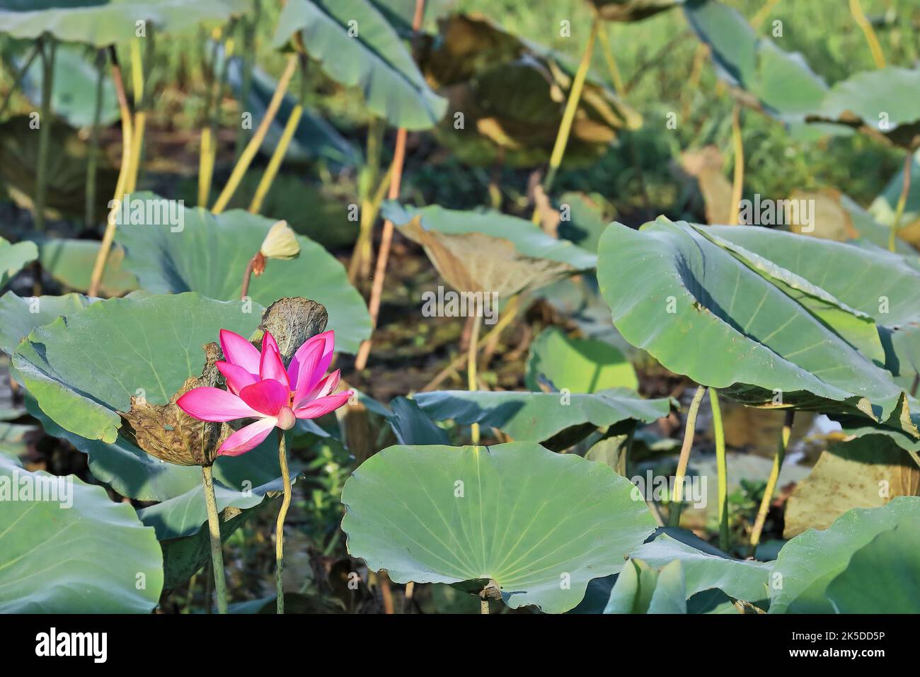 226 Pink lotus flower -Nelumbo nucifera- growing on the margins of Yellow Water-Ngurrungurrudjba Billabong. Kakadu-Australia. Stock Photo