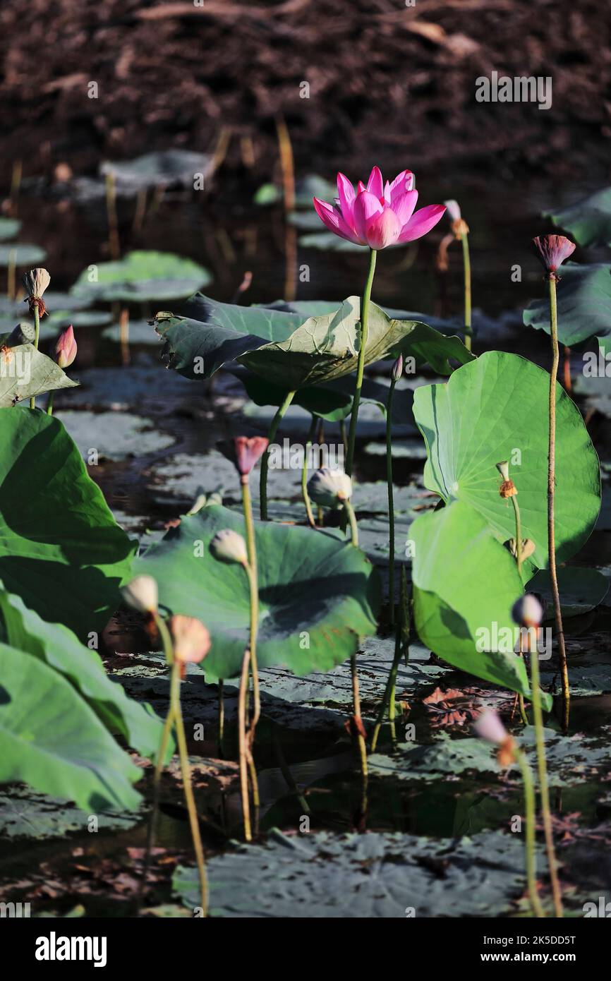 229 Pink lotus flower -Nelumbo nucifera- growing on the margins of Yellow Water-Ngurrungurrudjba Billabong. Kakadu-Australia. Stock Photo
